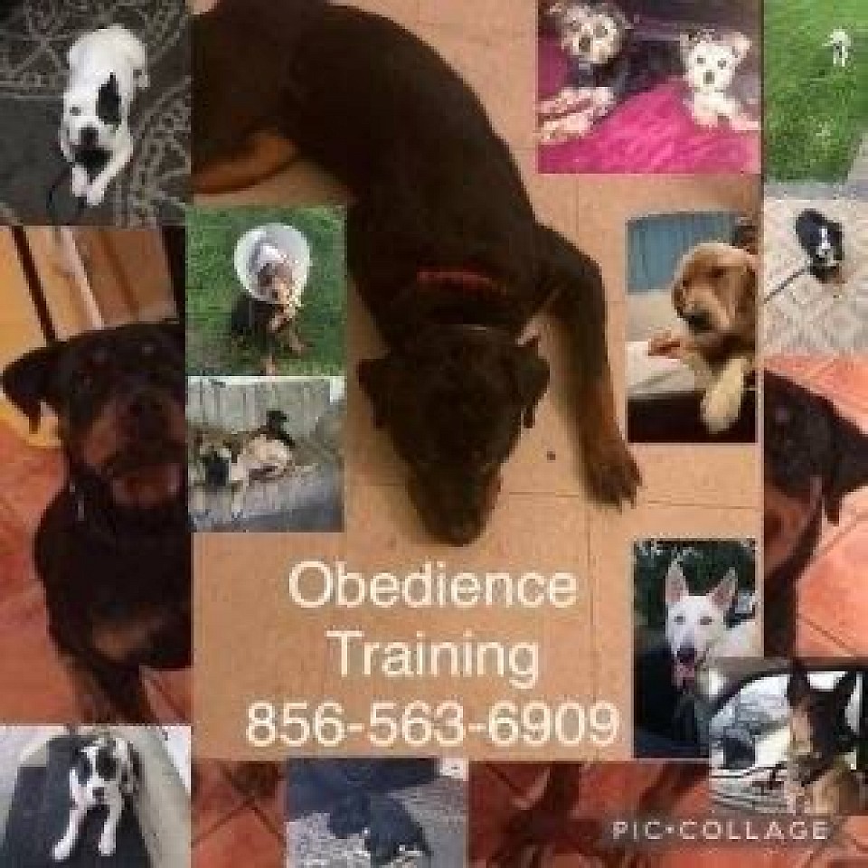 Obedience 856-563-6909