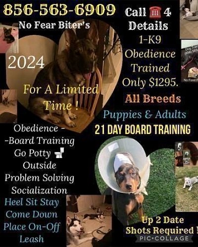 Obedience Board Training Special