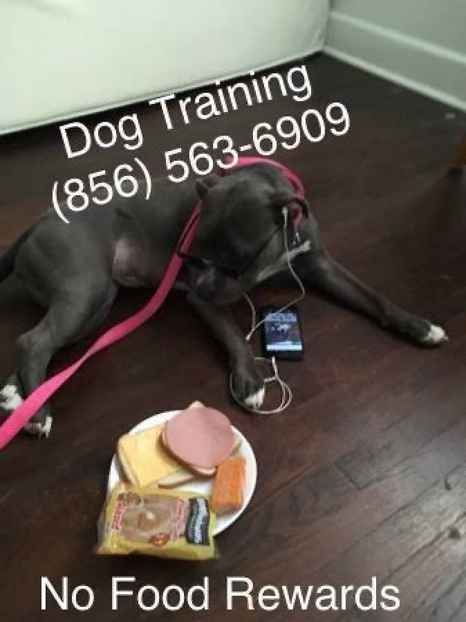 No Food Rewards 856-563-6909 K9 Training