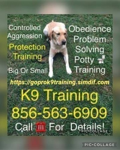 K9 Trainer 4 Hire 856-563-6909