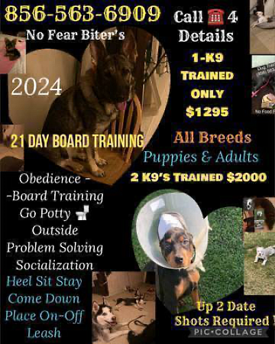 K9 Trainer 4 Hire 856-563-6909